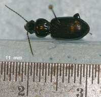 Image of Pterostichus (Lamenius) caudicalis (Say 1823)