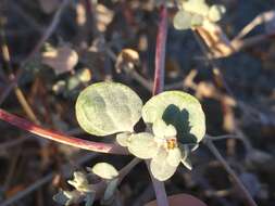 Imagem de Tidestromia suffruticosa var. oblongifolia (S. Wats.) Sánchez del Pino & Flores Olvera