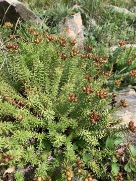 Image of Rhodiola dumulosa (Franch.) Fu