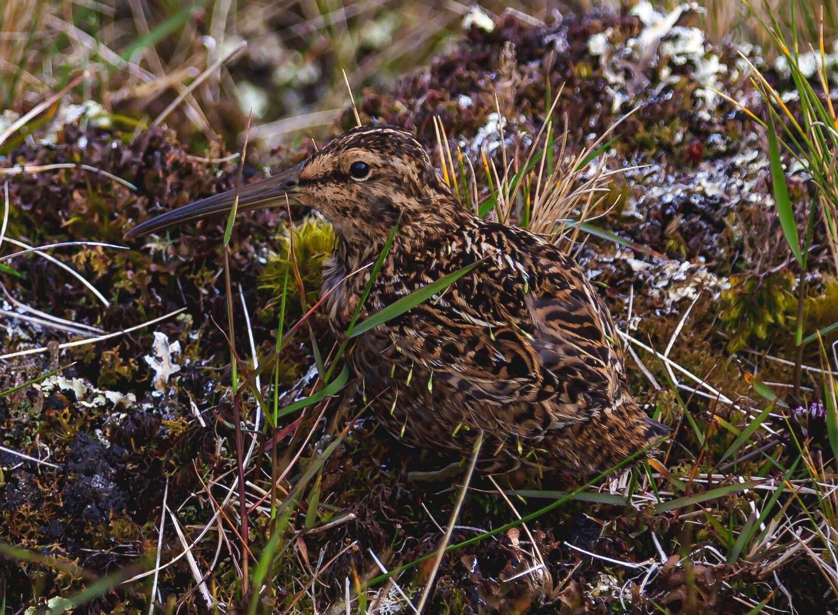 Image of Coenocorypha aucklandica perseverance Miskelly, Baker & AJ 2010