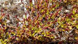 Image of Gonocarpus micranthus Thunb.