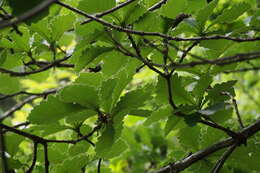 Image of Daimyo oak