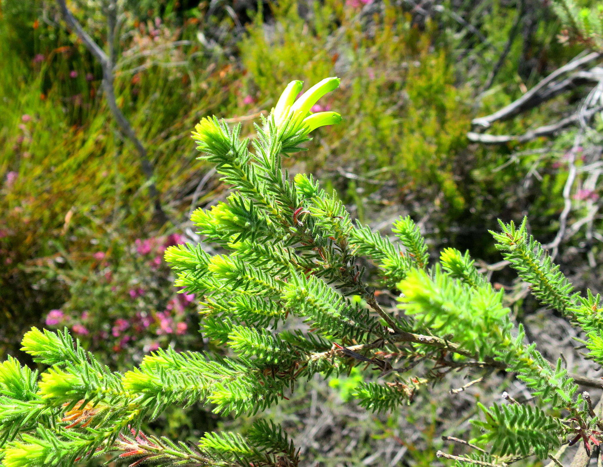 Image of Erica unicolor subsp. unicolor