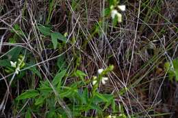 Image of Desmodium macrostachyum Hemsl.