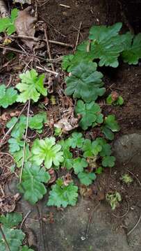 Image de Doryopteris pilosa (Poir.) Kuhn