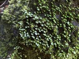 Image of Guadeloupe peperomia