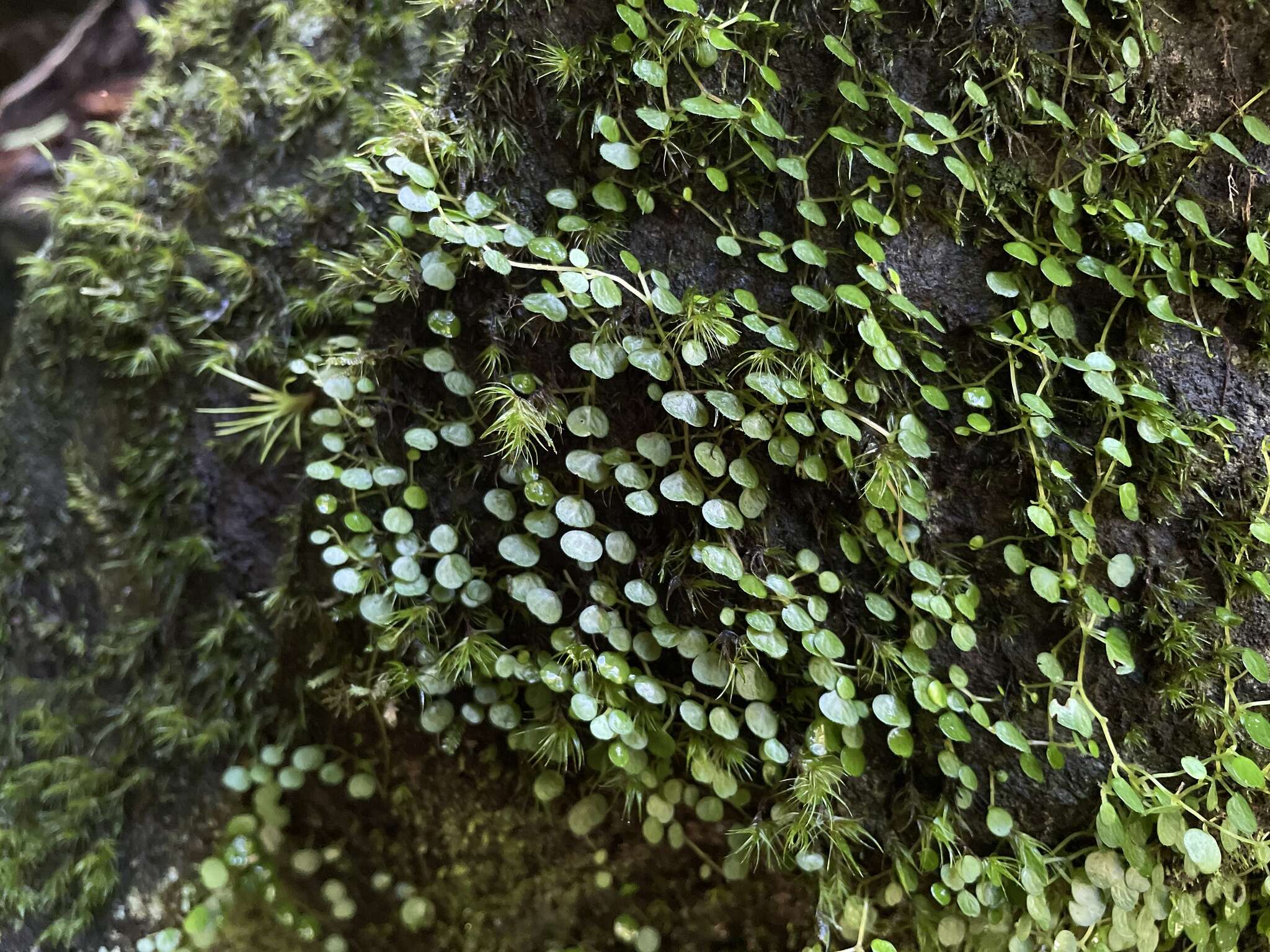 Image of Guadeloupe peperomia