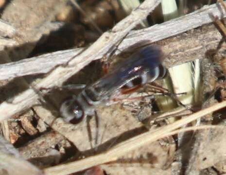 صورة Aporinellus taeniatus