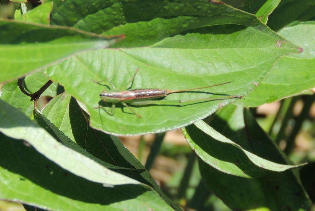 Image of Straight-lanced Meadow Katydid