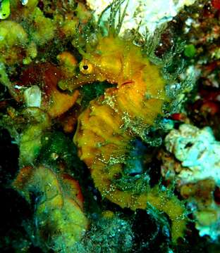 Image of Long-snouted Seahorse