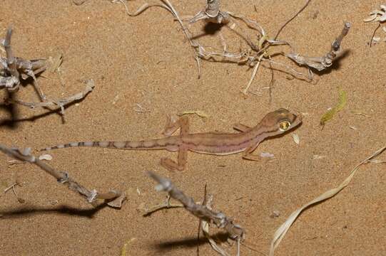 Image of Trigonodactylus Haas 1957