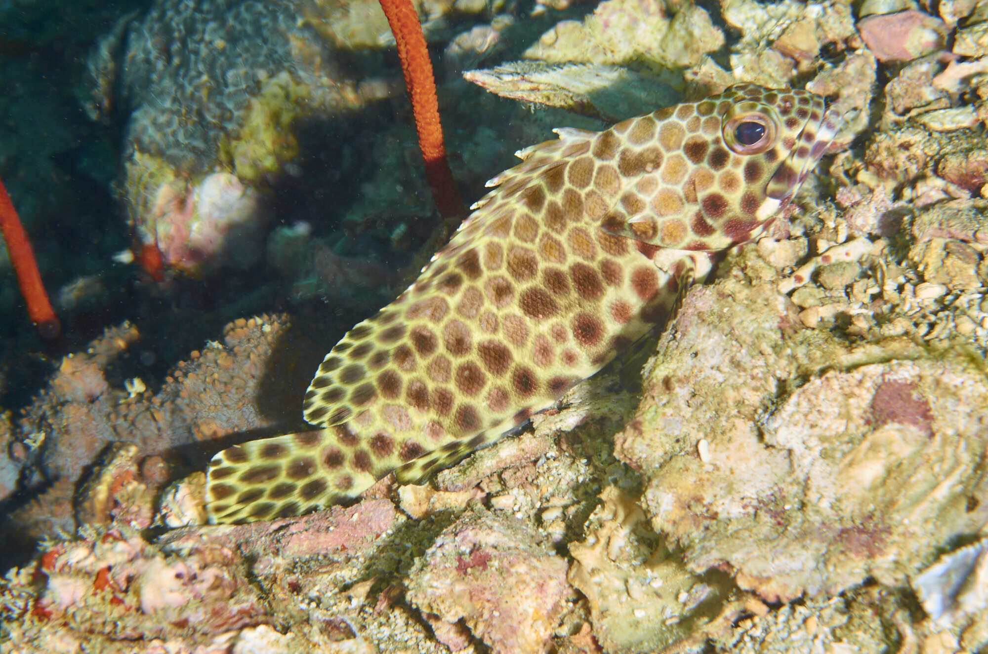 Image of Barred-chest Rock-cod