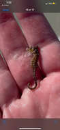 Image of Dwarf Seahorse