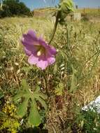 Image of Alcea digitata (Boiss.) Alef.