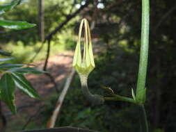 Image de Ceropegia juncea Roxb.