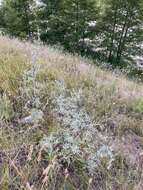 Image of Artemisia gmelinii var. messerschmidiana (Bess.) Poljakov