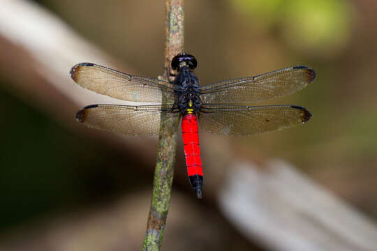 Image of Protorthemis Kirby 1889