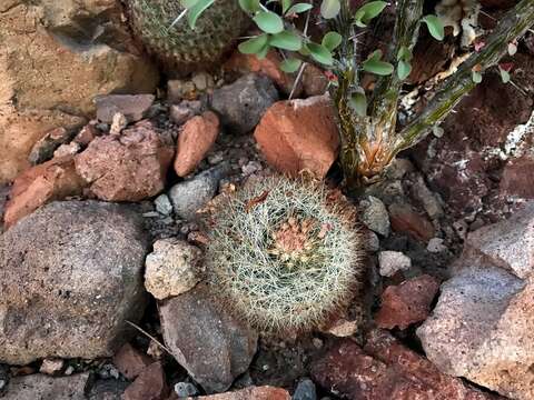 Image of Mammillaria petrophila K. Brandegee