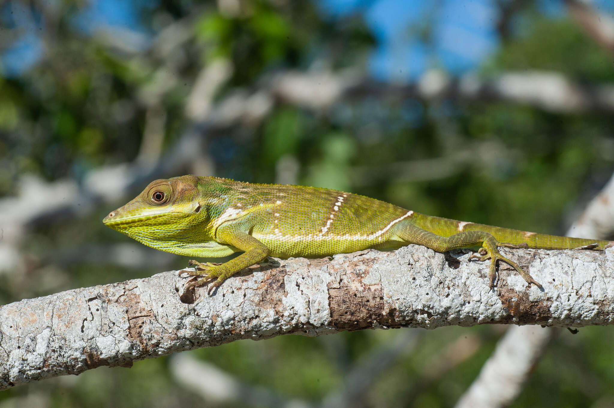 Imagem de Anolis smallwoodi Schwartz 1964