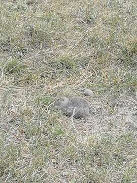 Image of Caucasian Mountain Ground Squirrel