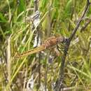 Image of Red chaser