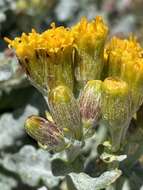 Image of Musinea ragwort