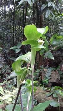 Image of Arisaema balansae Engl.