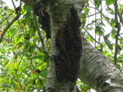 Image of Giant Silk Moth