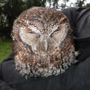 Image of Koepcke's Screech Owl
