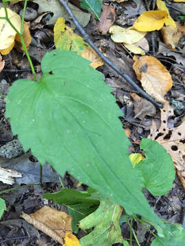 Image of white wood aster