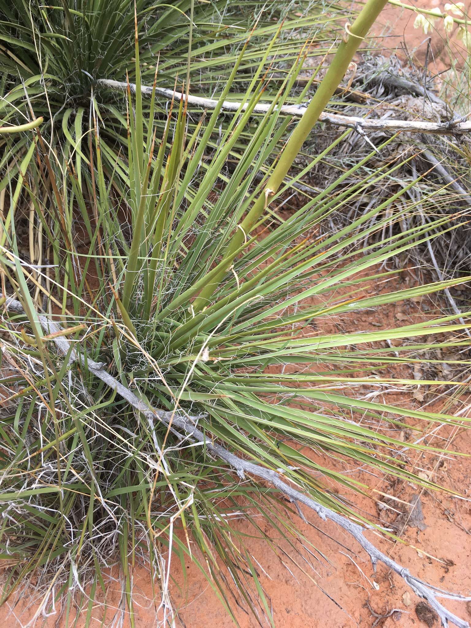 Image of Yucca utahensis McKelvey