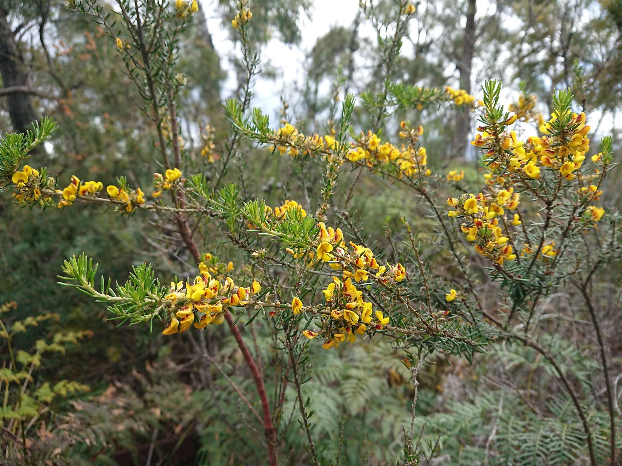 Image of Aotus ericoides (Vent.) G. Don