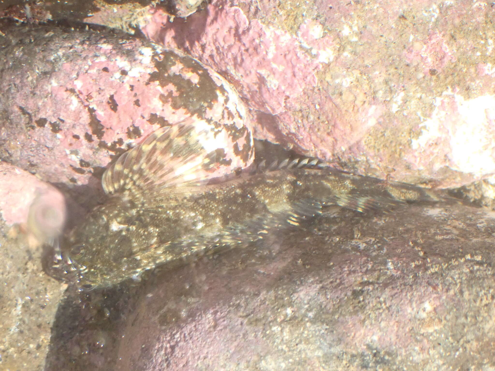 Image of Giant triplefin