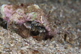 Image of woolly hermit crab