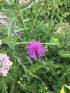 Image of Centaurea nigra subsp. endressii (Dostál) Arnelas & Devesa