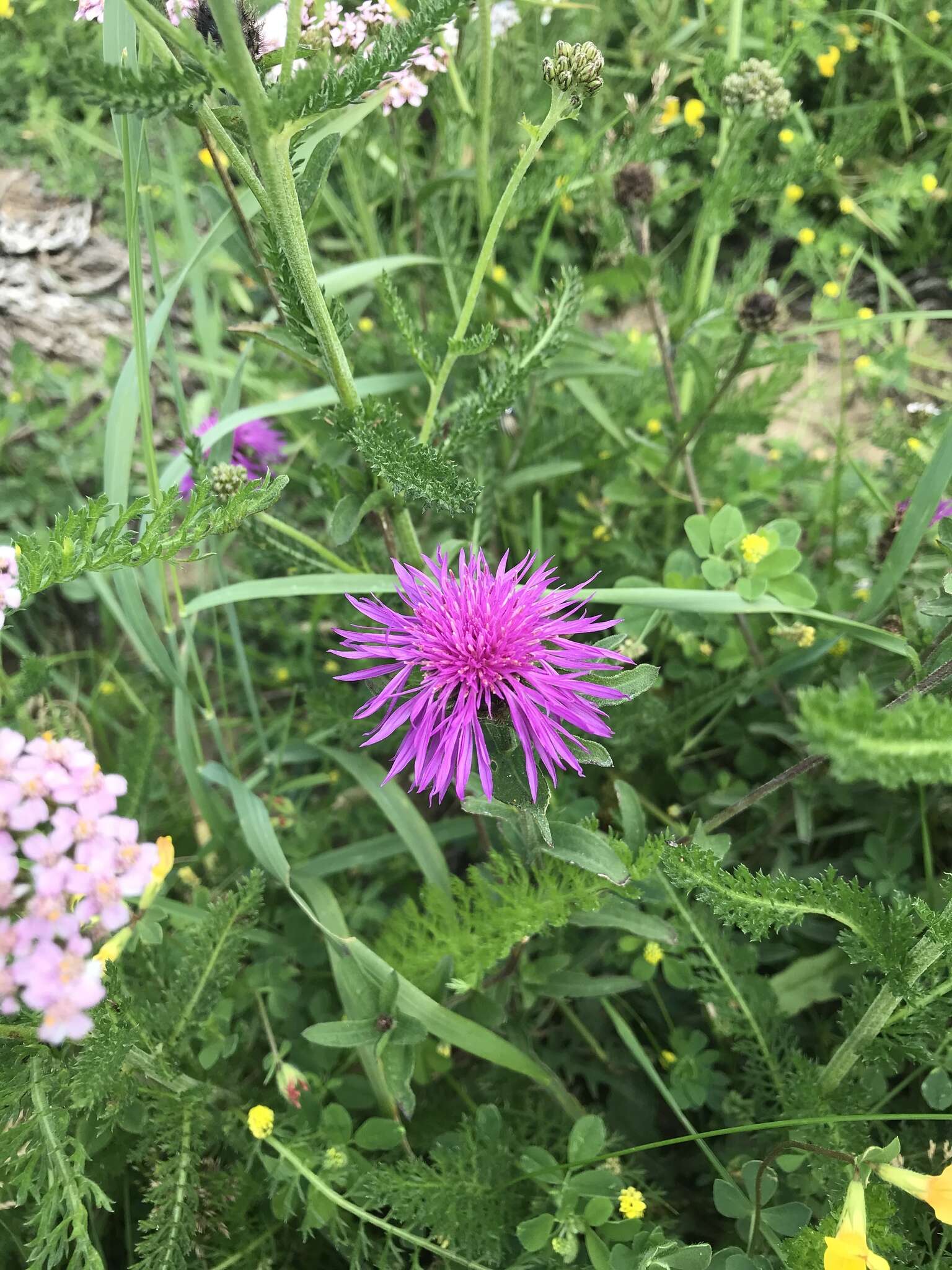 Image of Centaurea nigra subsp. endressii (Dostál) Arnelas & Devesa