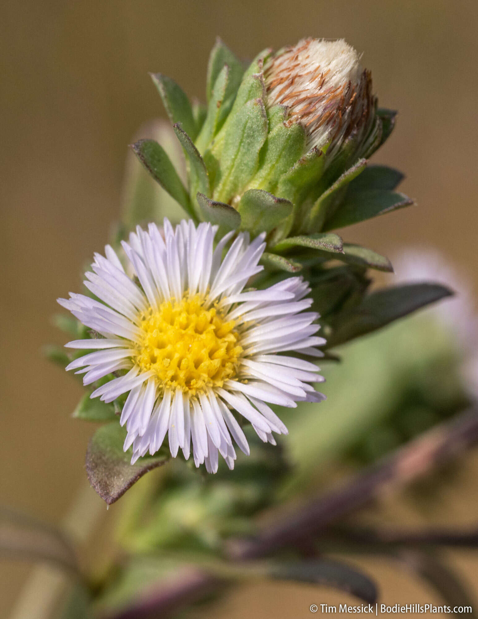 Image of short-rayed alkali aster