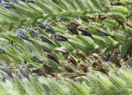 Image of Echium sabulicola subsp. sabulicola