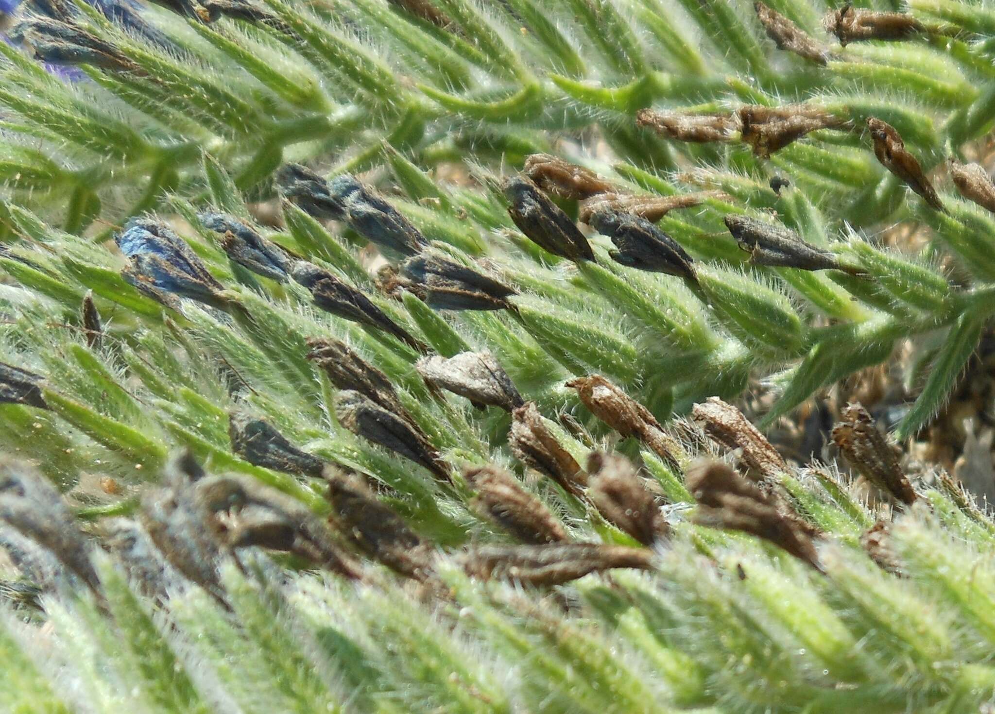 Image of Echium sabulicola subsp. sabulicola