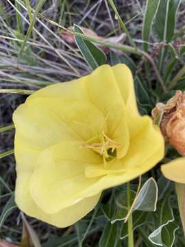 Image de Oenothera howardii (A. Nels.) W. L. Wagner