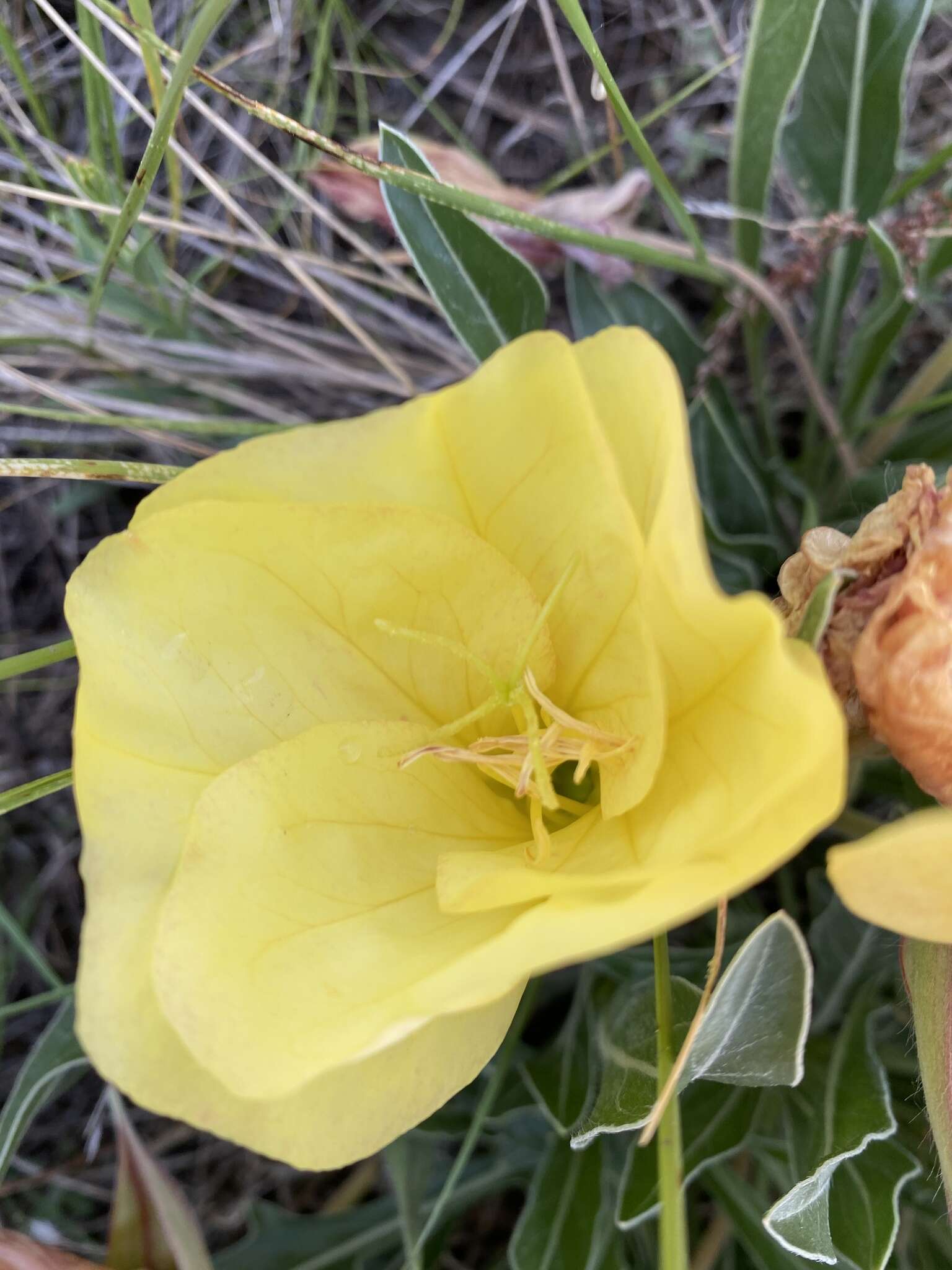 Oenothera howardii (A. Nels.) W. L. Wagner resmi