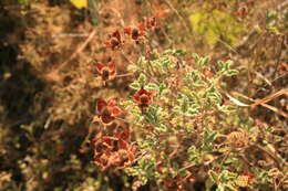 Image of Cistus creticus subsp. eriocephalus (Viv.) Greuter & Burdet