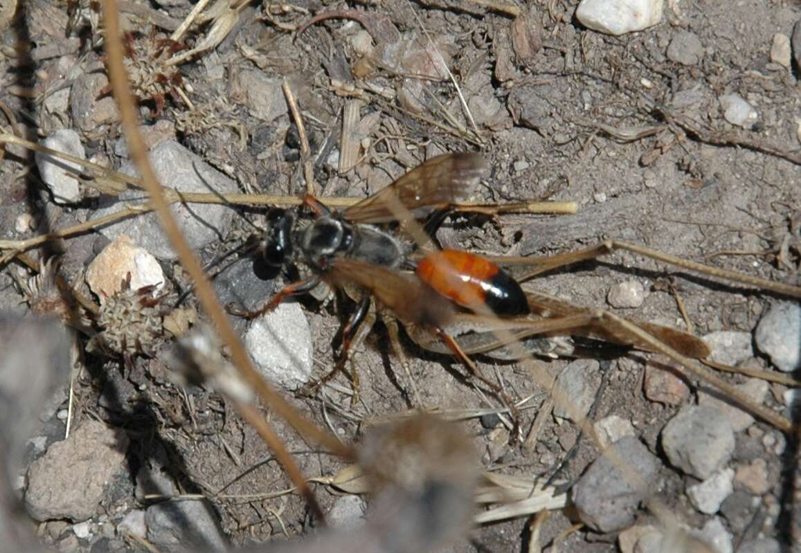 Image of Sphex flavipennis Fabricius 1793