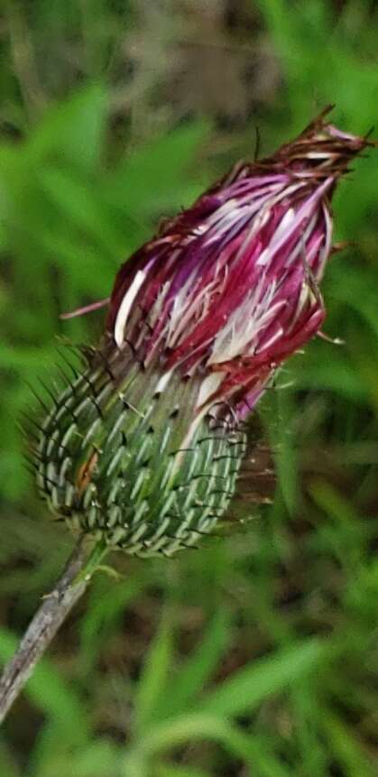 Image of soft thistle