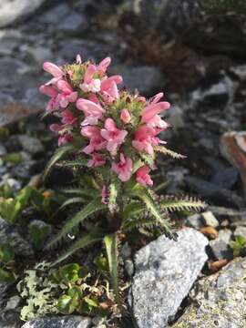 Imagem de Pedicularis hirsuta L.