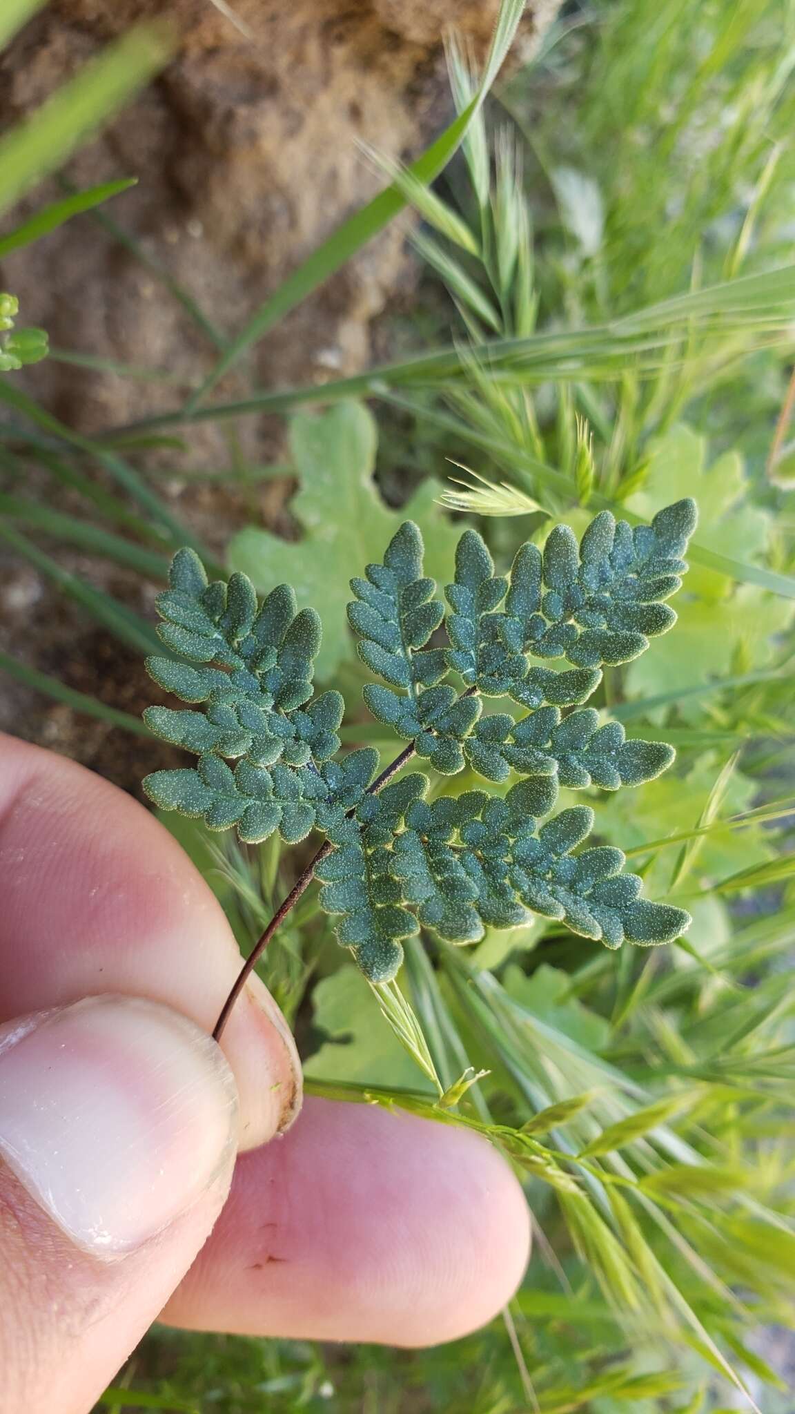 Image of California cloak fern