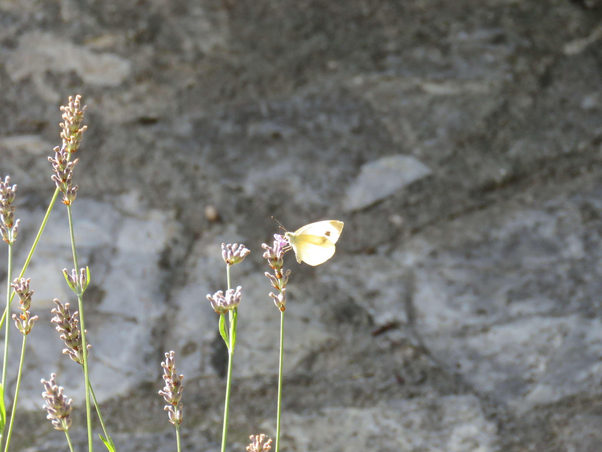 Image of Southern Small White