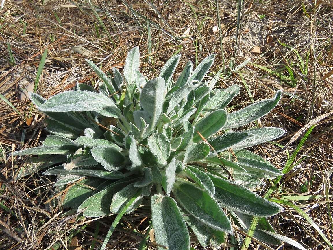 Imagem de Lupinus villosus Willd.