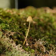 Image of Galerina hypnorum (Schrank) Kühner 1935