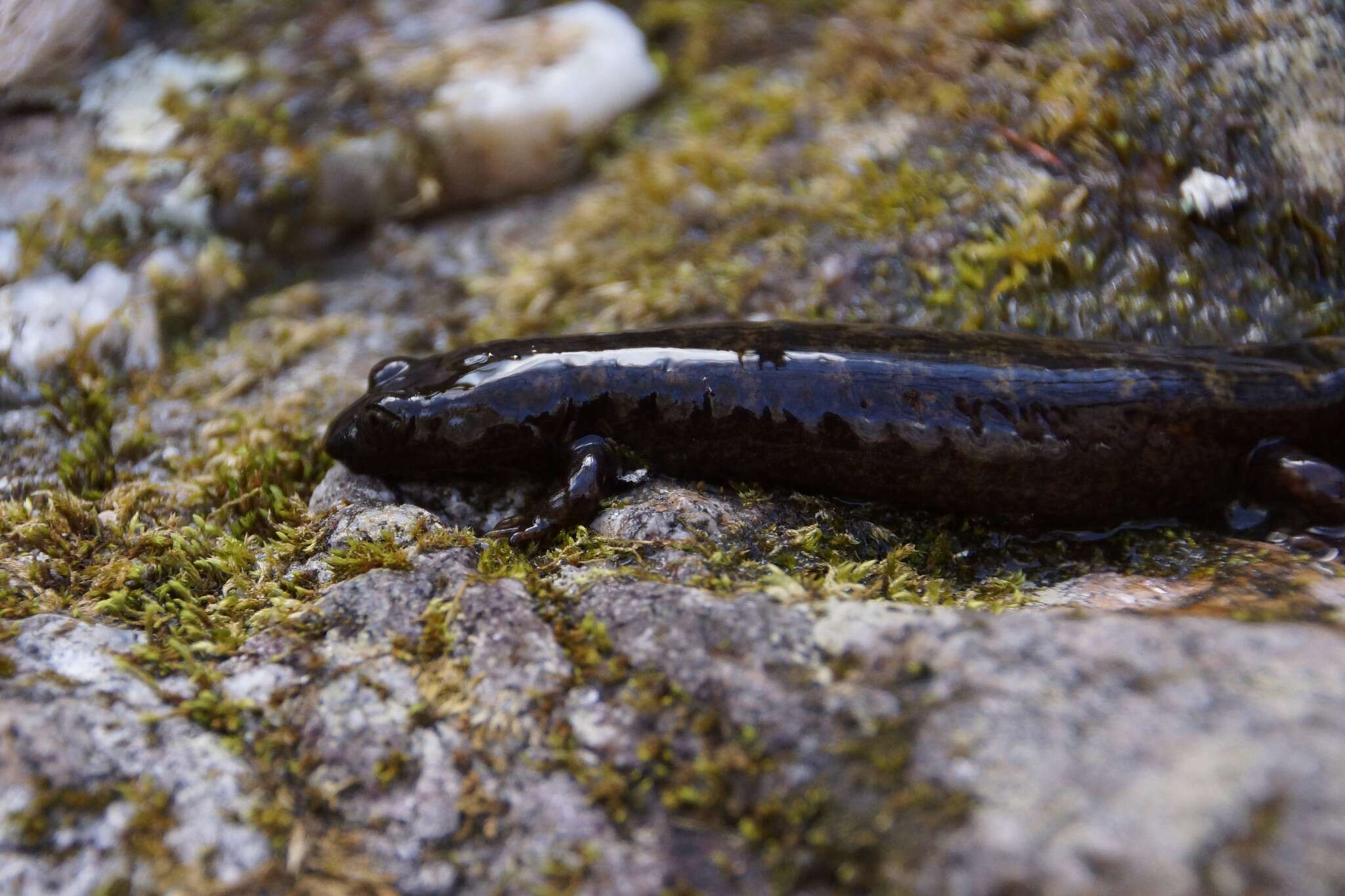 Image of Desmognathus marmoratus (Moore 1899)